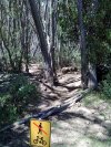 Thredbo DH 5